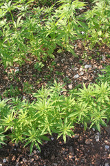 Piante di Canapa nel campo. Coltivazione di Cannabis Sativa illuminato dal sole