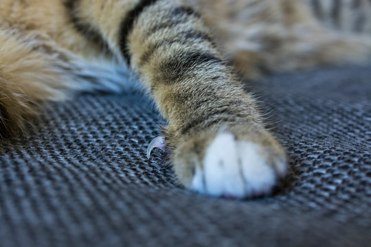 Paw of a dark gray cat. Feet of the cat. 