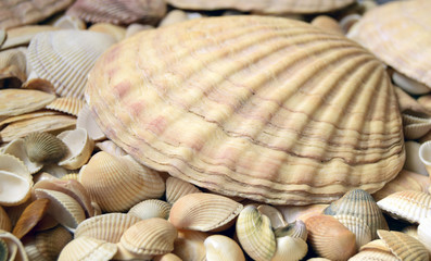 Sea cockleshells are formed of limestone. They are located on the beach..