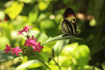 Delicate butterfly and flower