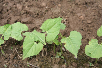 Giovani piante di Fagiolo crescono nel terreno