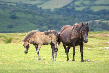 Two Dartmoor ponies on a green meadow. The mare is pregnant. Dartmoor National Park. Devon. England