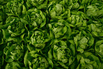 Lettuce farming - 158211368