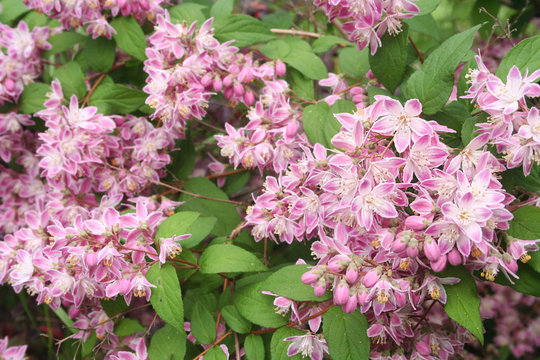 Fiori rosa di Deutzia Tourbillon Rouge su cespuglio in giardino