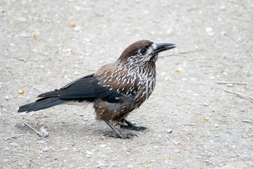 Spotted nutcracker