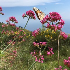 flora e fauna della costa ligure