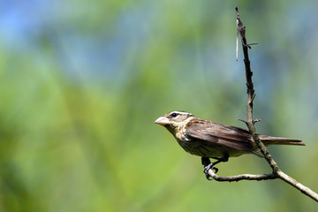 Rose breasted Grosbeak (female)
