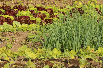 Vegetable Garden, Gemüsegarten