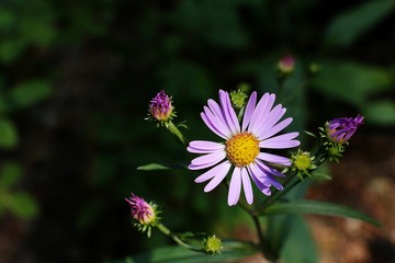 Violet forest flower