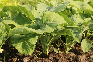 Organic Cabbage plants in a vegetable garden, Bio-Kohlpflanzen im Gemüsegarten