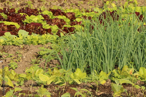 "Vegetable Garden, Gemüsegarten" Stockfotos und lizenzfreie Bilder auf