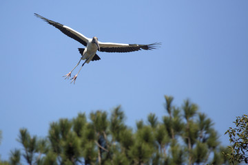 Wood stork coming in for a landing in central Florida.