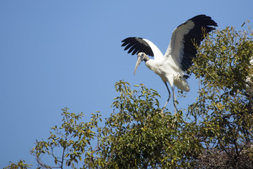 Wood stork taking off in a swamp in central Florida.