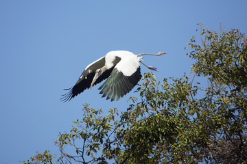 Wood stork taking off in a swamp in central Florida.