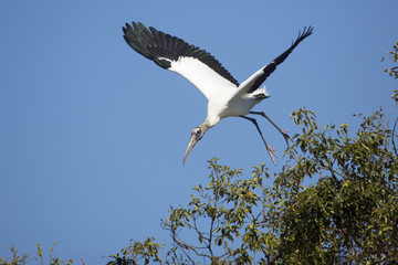 Wood stork taking off in a swamp in central Florida.