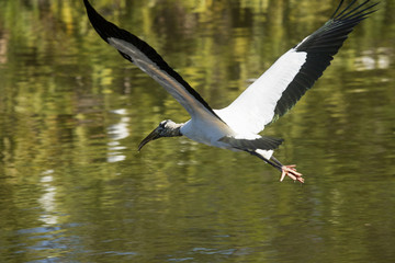 Wood stork flying over water of a swamp in Florida.
