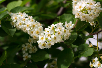 blooming bird cherry