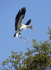 Wood stork coming in for a landing in central Florida.