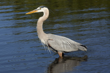 Great blue heron wading in a swamp in central Florida.