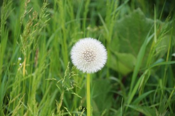 Perfectly formed dandelion seed head and grass, seen in the Salzburger Land, Austria, Europe.