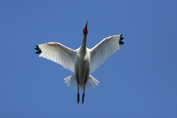 White ibis flying in a clear blue sky, central Florida.