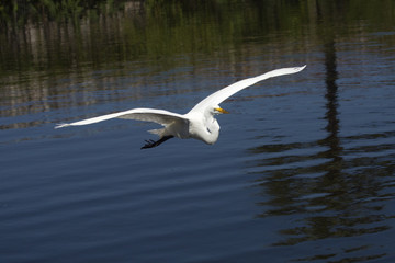 Fototapeta na wymiar Great egret flying over water of a swamp in Florida.