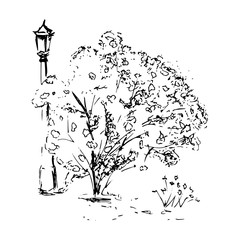 Sketch a flowering bush and street lamp on an isolated background. Hand drawn