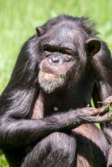 Western chimpanzee eating grass