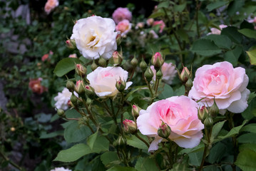 Rose d'été 05