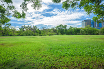Green grass field in park at city center with blue sky