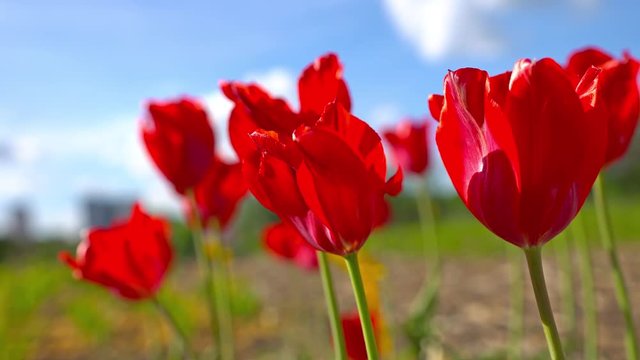 Blooming Red tulips on a blue sky background, closeup of tulips swaying in the wind.