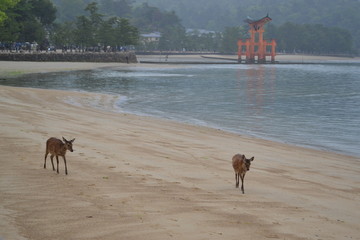 Biches au Torii flottant de Miyajima, Japon