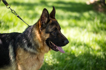 A portrait of a thoroughbred dog in nature