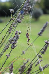 Spinne zwischen dem Lavendel