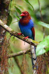 The Sri Lanka blue magpie or Ceylon magpie (Urocissa ornata) sitting on the branch middle of the rainforest