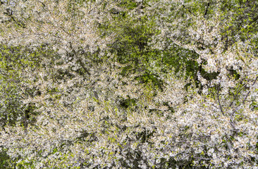 white flowering bush closeup