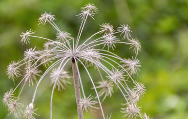 sere flower head closeup