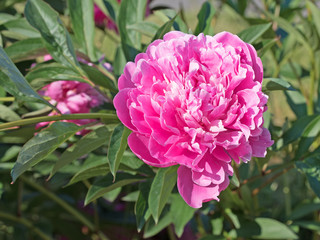 Pfingstrosen, Paeonia