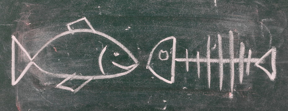 Environment concept, fish and skellet on chalkboard, blackboard, texture and background