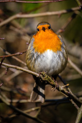 Red Robin