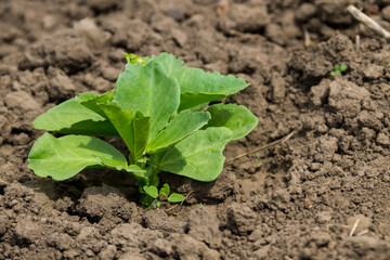 Broad beans seedling in vegetable garden