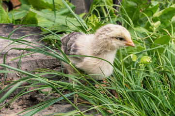 little chicken on the stump and green grass