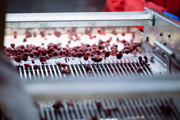 People at work. Unrecognizable workers hands in protective blue gloves make selection of frozen raspberries. Factory for freezing and packing of fruits and vegetables. Low light and visible noise.