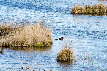 birds nesting in lake in sunrise