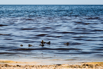 rocky beach with wild ducks