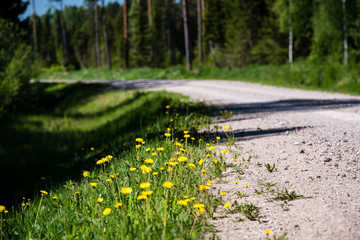 dandelion flowers and blossoms in spring