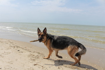 chien berger allemand porte un bâton et joue dans la mer