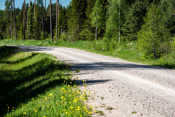 dandelion flowers and blossoms in spring