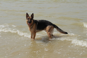 chien berger allemand porte un bâton et joue dans la mer