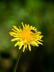 dandelion flowers and blossoms in spring
